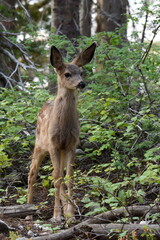Mule deer fawn in Wasatch National Forest
