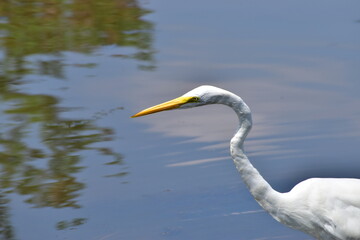 Egret by the lake