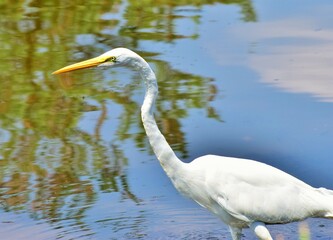 Egret by the lake