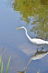 Fototapeta na wymiar Egret by the lake