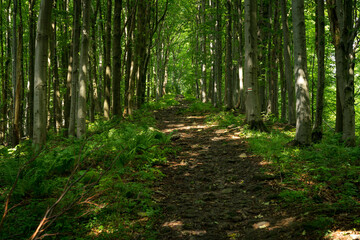 Marking the hiking trail in red, painted on the rock. Marking will lead us to our destination without wandering along the way.