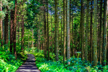 北海道北斗市の森林のイメージ