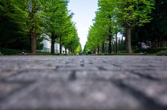 Tree Lined Street" Images – Browse 254 Stock Photos, Vectors, and Video |  Adobe Stock
