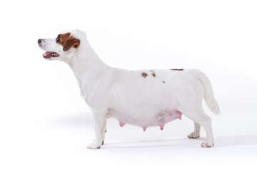 Little white pregnant jack russell terrier dog