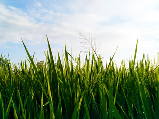 green grass and blue sky