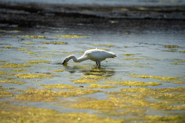 Egret Hunting in Shallow Water