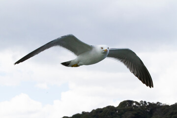 ウミネコ　カモメ　水鳥