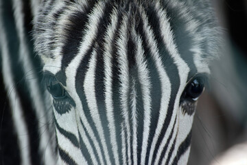 beautiful eyes of a young zebra close-up