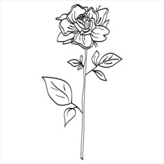 Vector image of a rose flower with leaves. Botanical illustration. Design for prints, tattoos, stickers, postcards, logos.