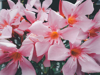 Flower pink color in garden