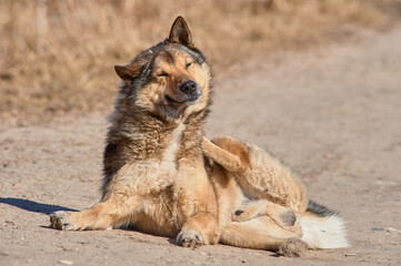 A fluffy dog lies on the road on a sunny day