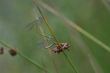 Kleine Binsenjungfer (Lestes virens)