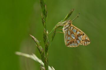 Kleiner Perlmuttfalter (Issoria lathonia)