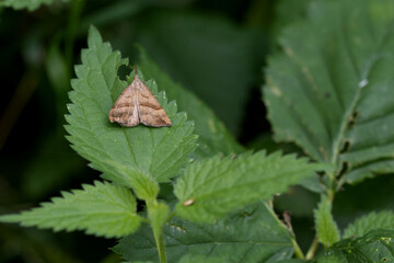 Nessel-Schnabeleule (Hypena proboscidalis)