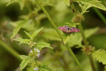 Purpurroter Zünsler (Pyrausta purpuralis)