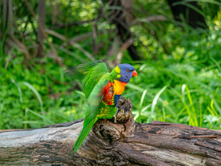 On A Log Wings Open