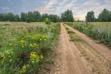 Fototapeta na wymiar A country road stretching into the distance to the horizon among a field of grass and wild flowers on a summer evening. In the foreground are yellow tansy flowers. Cloudy sky with sunset colors 
