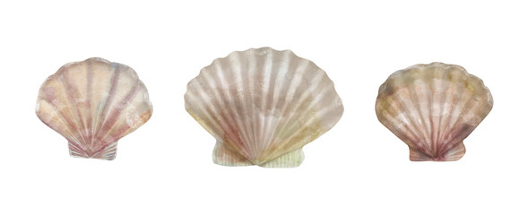 Starfish painted by watercolor. On white background