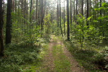 Summer green forest on a sunny day