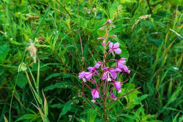 Hochmoor - Ewiges Meer