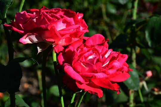 Two red to pink tea roses hybrids Atena, Korder 1972, in full blossom, sunbathing in summer afternoon sunshine.