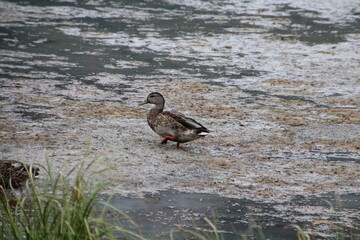 Duck Walking On The Wetlands, Banff National Park, Alberta