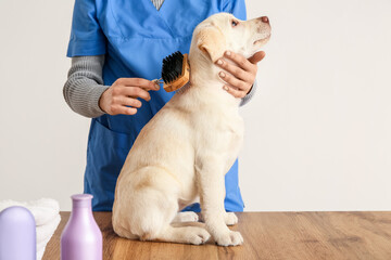 Female groomer taking care of Labrador puppy in salon