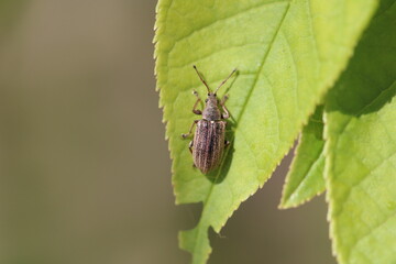 Phyllobius pyri, the Common Leaf Weevil, is a species of broad-nosed weevil belonging to the family Curculionidae.