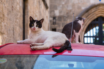 ギリシャ　ロードス島のロードスにいる猫