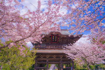 建長寺と満開の桜