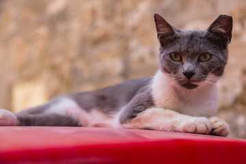 ギリシャ　ロードス島のロードスにいる猫