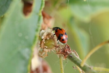 Adonis ladybird also known as variegated ladybug Hippodamia variegata on plant in the wild, selective focus