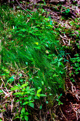 green moss in the garden