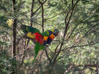 Wings Spread In Wattle