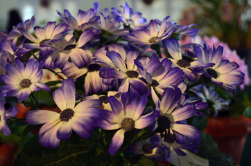 Beautiful purple pericallis x hybrida flower in a bouquet.