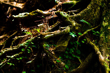tree in the forest