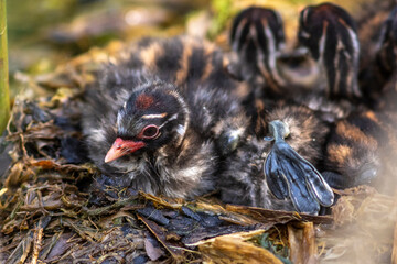 Zwergtaucher (Tachybaptus ruficollis) Jungvögel, Küken im Nest