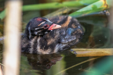 Zwergtaucher (Tachybaptus ruficollis) Jungvogel, Küken