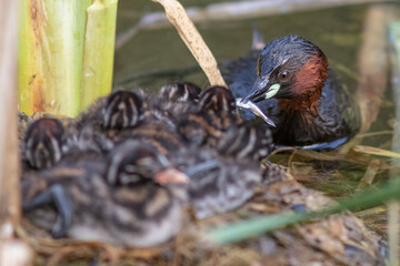 Zwergtaucher (Tachybaptus ruficollis) Junge werden gefüttert