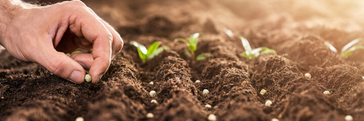 Farmer's Hand Planting Seeds In Soil - obrazy, fototapety, plakaty
