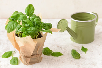 Fresh basil in pot and watering can on light background