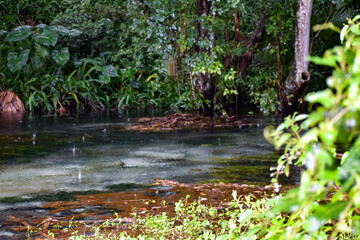 Fototapeta na wymiar Rainy day at Rainbow Springs State Park in Florida