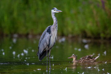 Graureiher (Ardea cinerea)