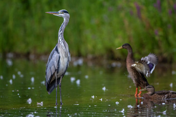 Graureiher (Ardea cinerea)