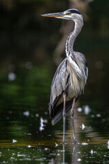 Graureiher (Ardea cinerea)