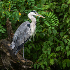 Graureiher (Ardea cinerea)
