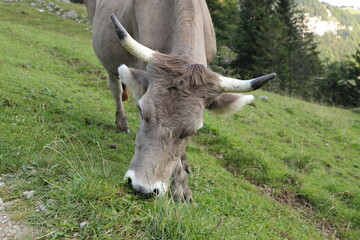 a Swiss cow grazing on the mountain pasture 