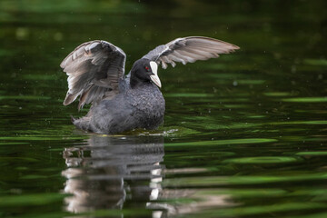 Bläßhuhn (Fulica atra)
