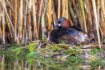 Zwergtaucher (Tachybaptus ruficollis) auf dem Nest