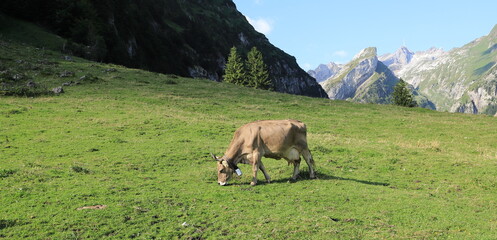 a Swiss cow grazing on the mountain pasture 